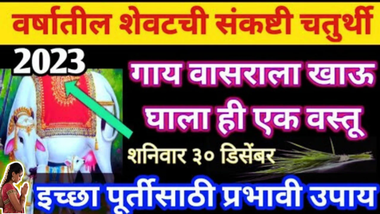 30 डिसेंबर वर्षातील शेवटची संकष्टी चतुर्थी, गाईला खाऊ घाला ही १ वस्तू, अडचणी दूर होऊन, इच्छापूर्ती होईल…